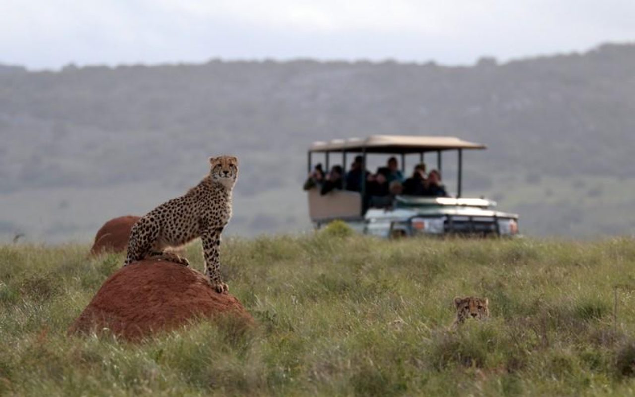 amakhala mike weeks safari lodge